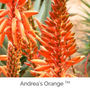 Andreas Orange - Flamboyance, determination, success, warmth, stimulating