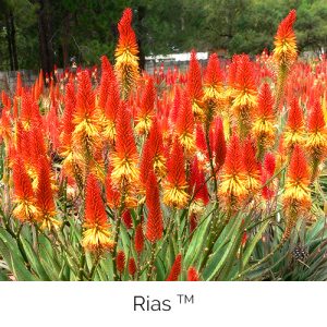Rias - Original and inventive