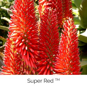 Super Red - Long lasting and bold red colour