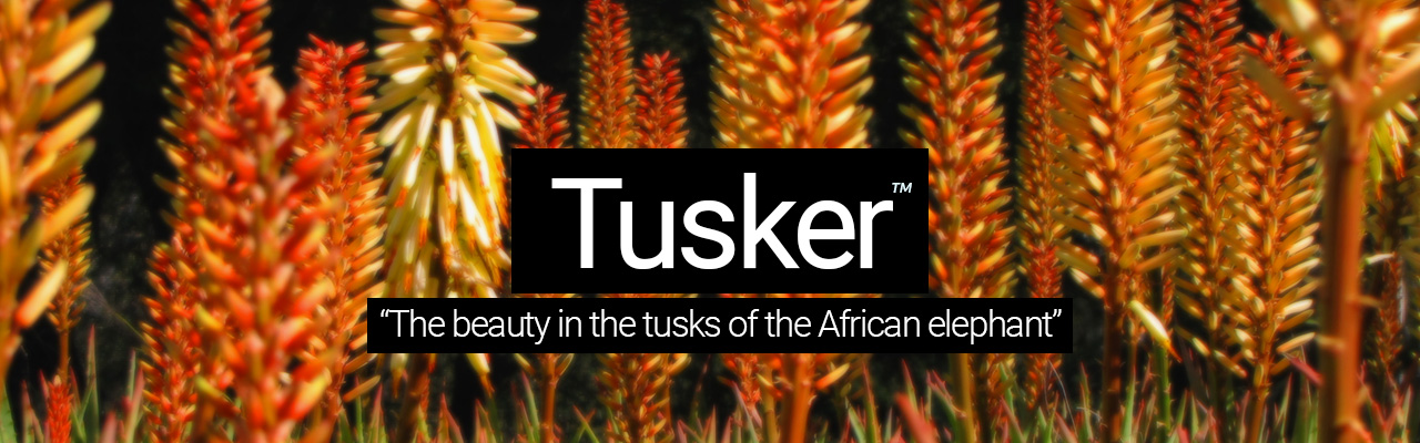 Tusker - The beauty in the tusks of the African elephant