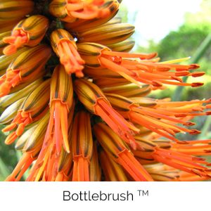 Bottlebrush - Abundance, laughter and joy