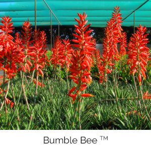Bumble Bee - Bzz Bzz Bzz