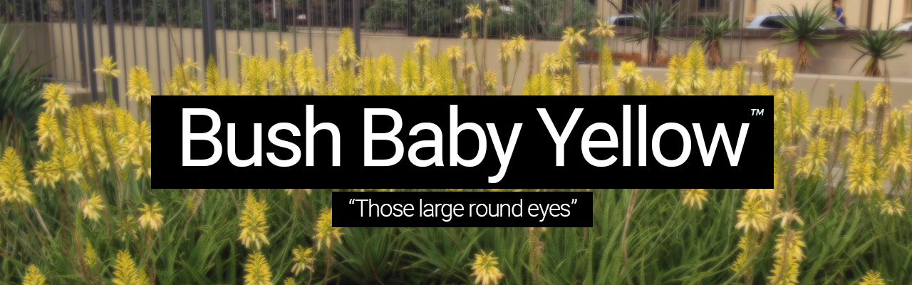 Bush Baby Yellow - Those large round eyes