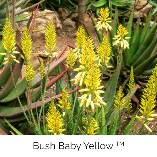 Bush Baby Yellow™
