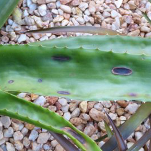 Aloe black Leaf spot