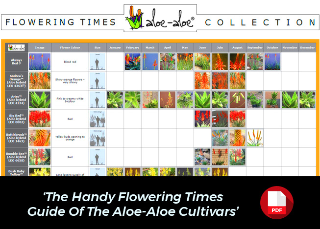 Aloe Flowering Times - Characteristics Update