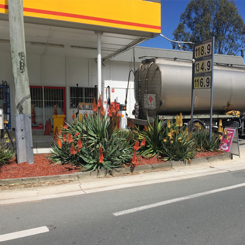 Aloes for any type of garden, anywhere