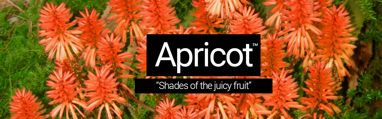 Apricot - Shades of the juicy fruit