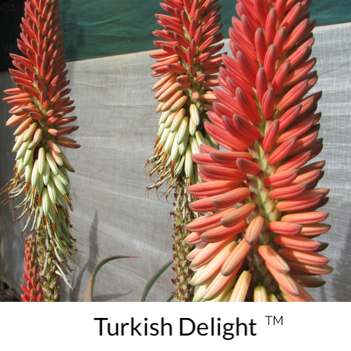 Turkish Delight™